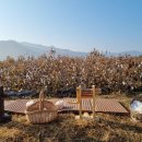 뷰티에코 코리아 | 목화에서 시작된 스킨케어, 에코피니티 사용 후기