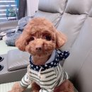 멍멍샤워 이미지