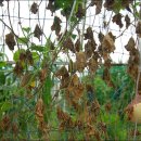 성숙농장 이미지