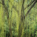 버드나무 이미지