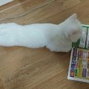 배불러