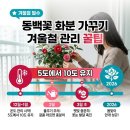 관수교북단 공중화장실 | 동백꽃 화분 가꾸기 겨울철 관리 꿀팁, 영하권 추위에도 꽃 피우는 실전 노하우