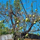 큰승주약국 이미지