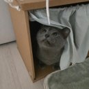꾹담 | 집에가야돼 커튼상자 숨숨집 / 접어쓰는 꾹꾹이 이불 / 고양이 투명망토 후기