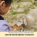 강원도 여행 삼양라운드힐 양몰이 공연 시간 셔틀버스 팁