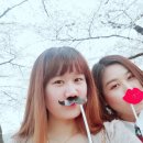 꽃보라개 이미지
