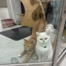 한결같은 동물병원 이미지