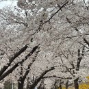 여의서로 | 여의도 벚꽃길이라 불리는 여의서로 윤중로 벚꽃길 후기
