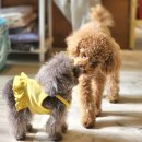 마이독 프리미엄 펫 스튜디오 이미지