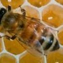 청정 벌꿀 이미지