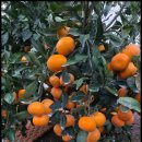 다미농장 이미지