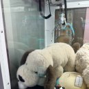 쌍사뽑기방 이미지