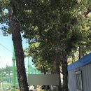 을숙도 리틀야구장 이미지