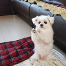 몽몽샬롱 | [보람동 애견미용] 몽몽샬롱 애견미용 후기