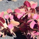 란사로테 이미지