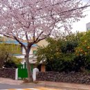 제주대학교입구 (사회복지법인 춘강방면) | [제주 한달살기] 2. 2022년 제주 벚꽃 명소 - 위미초등학교, 녹산로 , 제주대학교, 예래생태공원