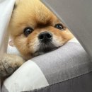 복돼지식당 이미지