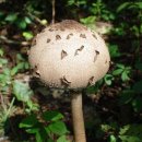 버섯의 종류 이미지