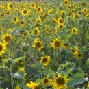 여름꽃농장 이미지