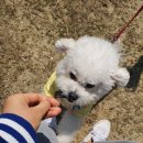 견생일기 이미지