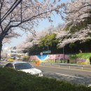 🌸2019 진해 군항제〰️🌸 (개막일 방문후기, 실시간 개화, 인파 현황)