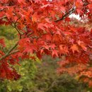 고창 선운산 단풍 이미지