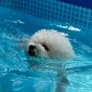 포우포우 반려견 유치원 이미지