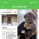 용인시동물보호협회 유기견봉사 퍼피케어 첫 후기