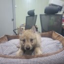 할리켄넬 이미지