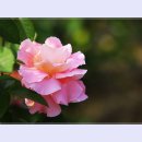 곡성-025 이미지