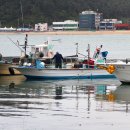 기장미역다시마축제 이미지
