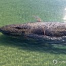 고래 - 동작구 노량진로 125 | 고래