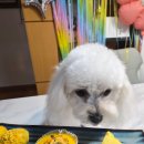 밥멍냥 | 강아지 루비의 행복한 간식 타임 🐶💛 밥멍냥 수제간식 후기