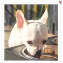 아이조아 요양보호소 서울점 | 강남강아지파양 아이조아보호소에서 도움받았어요