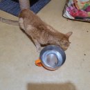 한사랑동물병원 | 🐱 부산 구내염 고양이 전발치 가격 / 후기 1일차