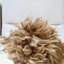 휴먼아이케어 이미지