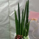 테크노 꽃나라 이미지