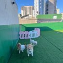 멍머니 2호점 이미지