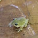 블루아이PC 이미지