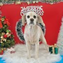 몽그르르 이미지