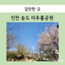 미추홀공원 | 인천 송도벚꽃 개화 상태 미추홀공원 산책로 다녀온 후기