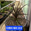 코크