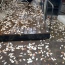 엔티피 | 대구목련맛집- 대봉동 홀그레인(웨이팅팁/오픈런후기)