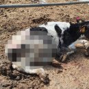 들개농장 이미지