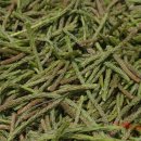 약이 되는 산야초 이미지