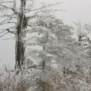 곤드레만드레 이미지