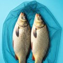 새봉낚시터 이미지