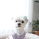 메종 드 펫 | 강아지 한복 메종드독 네이버펫으로 준비한 애견한복 말티즈 챡삿