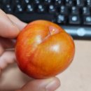 블챌 주간일기 브이로그 챌린지 즐거운 06월 01주 송아저씨 일기 일상 글!