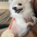 (주)퍼스트렌트카 이미지